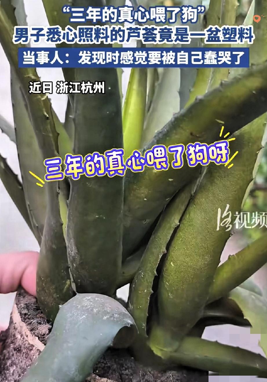 杭州这位大哥养了三年的芦荟，居然是塑料做的，看完我直接笑出眼泪！
 
三年前他在