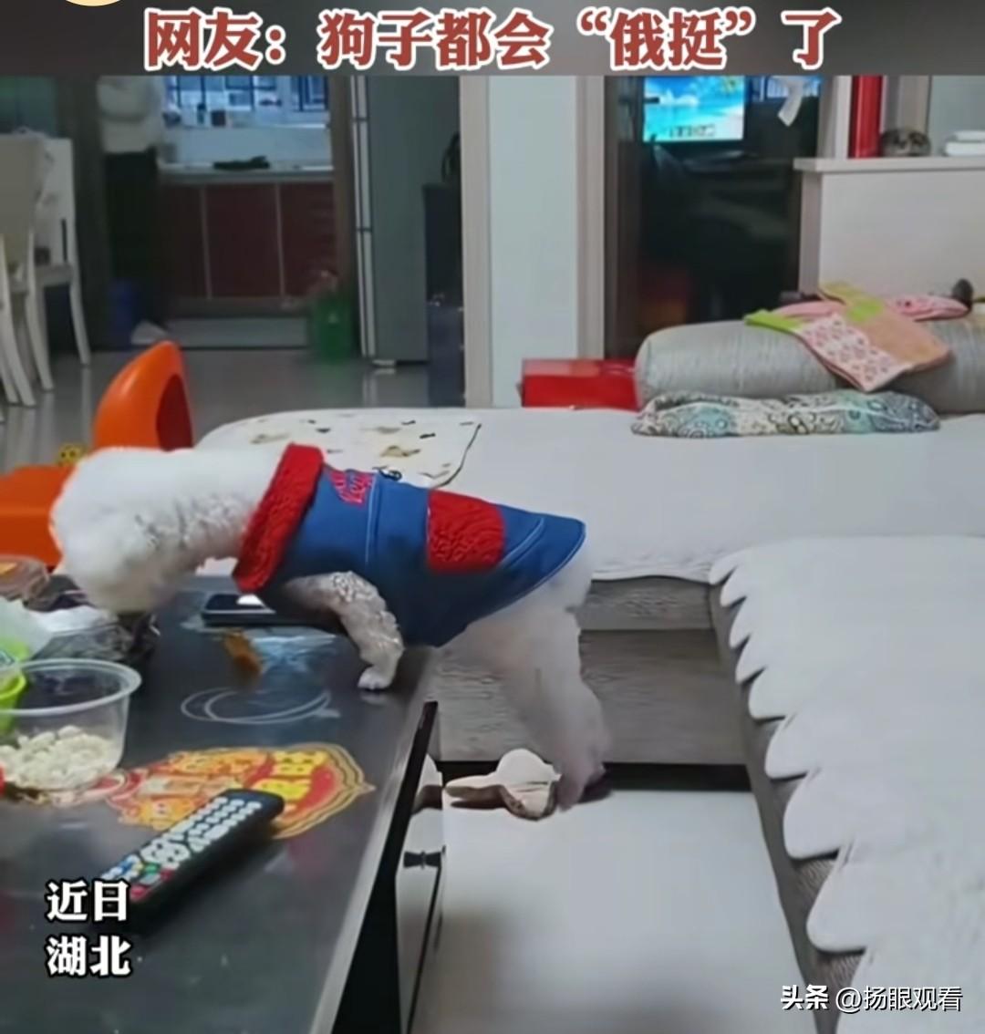 卷疯了！湖北狗子都会俄挺了🐶
 
人类还有什么理由不健身！
 
我觉得湖北这只