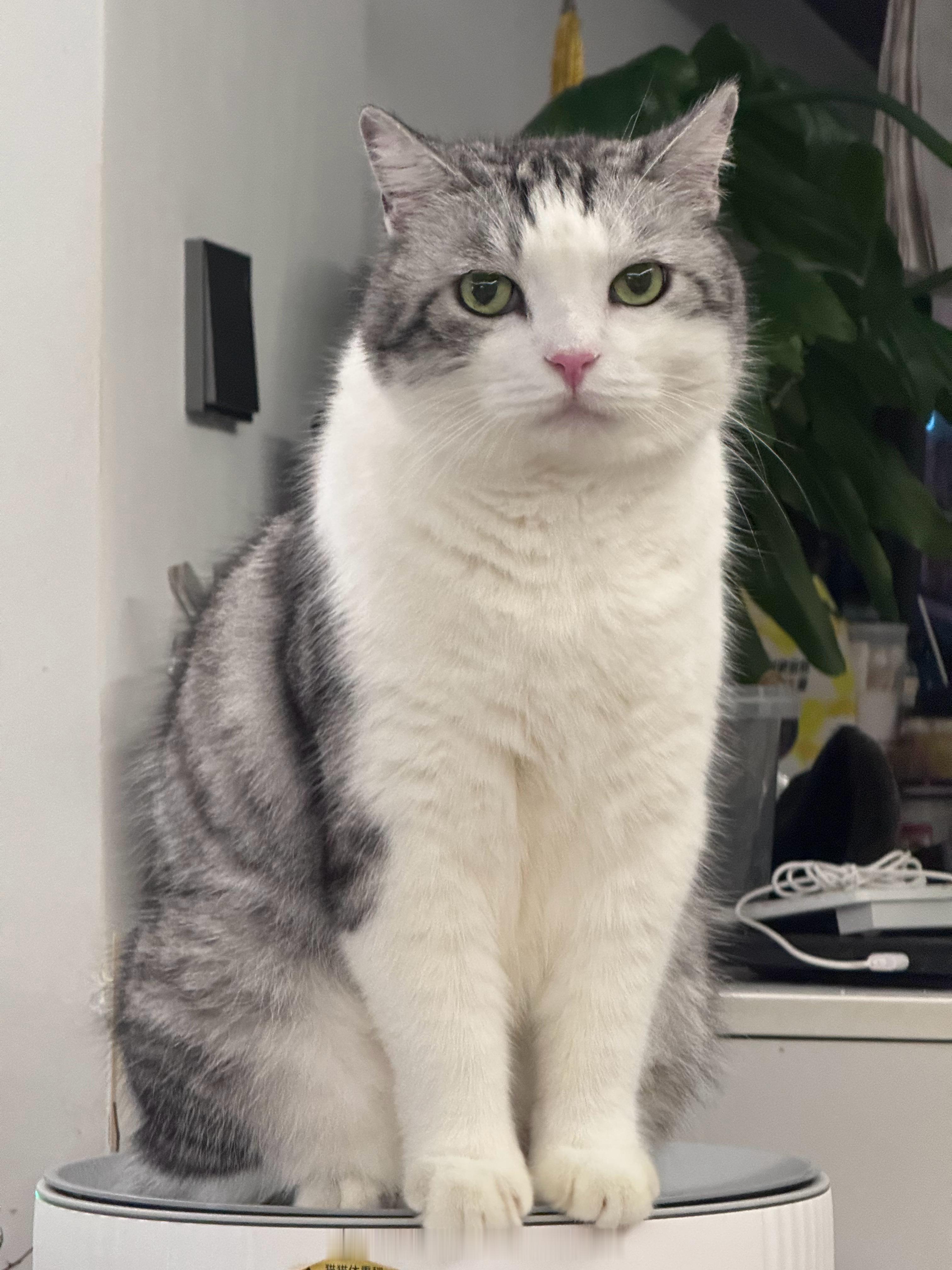 美 