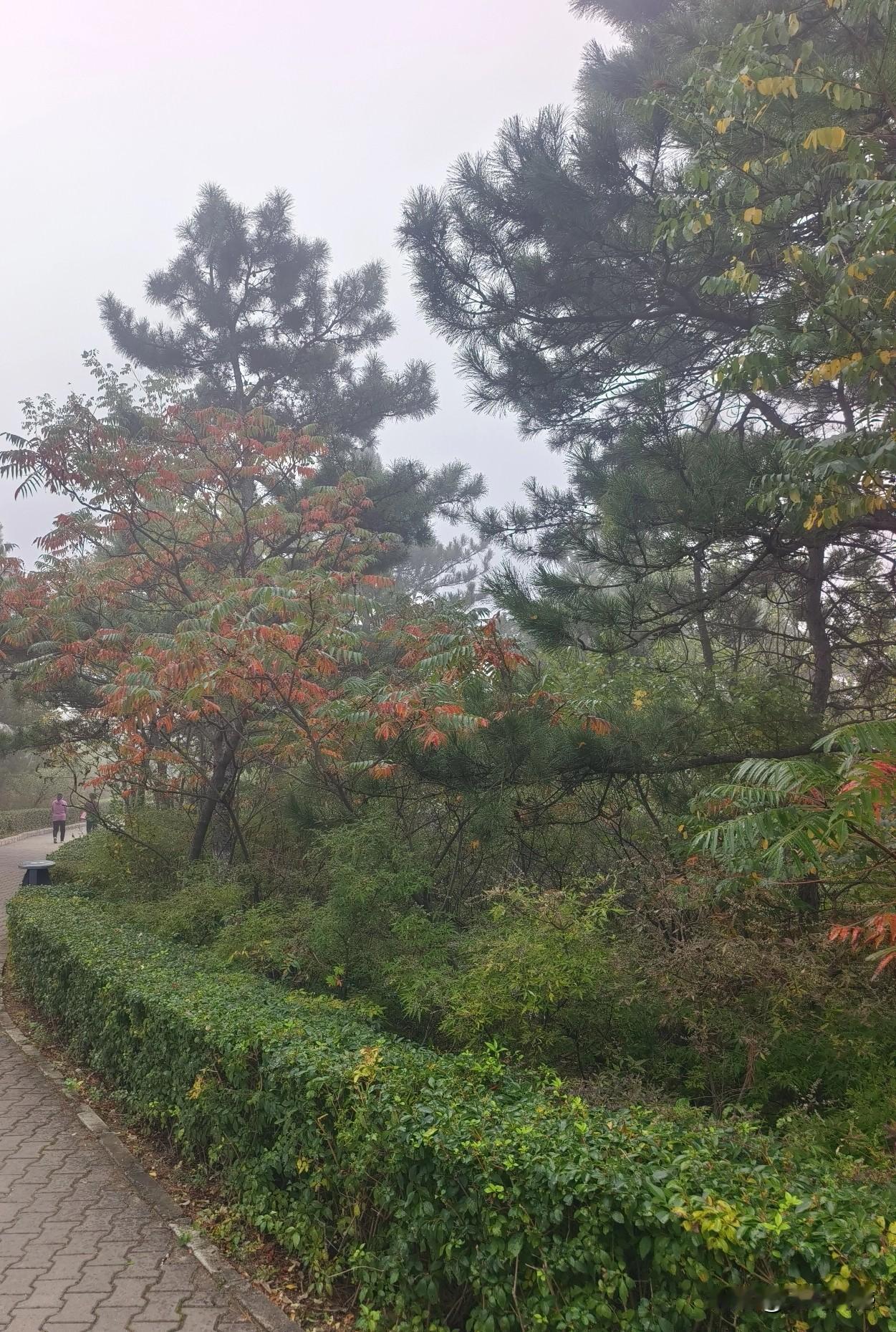 秋意浓，枫叶已变红，看到这样的景致，虽然心里还是非常喜欢的，但一想到马上冬天就要