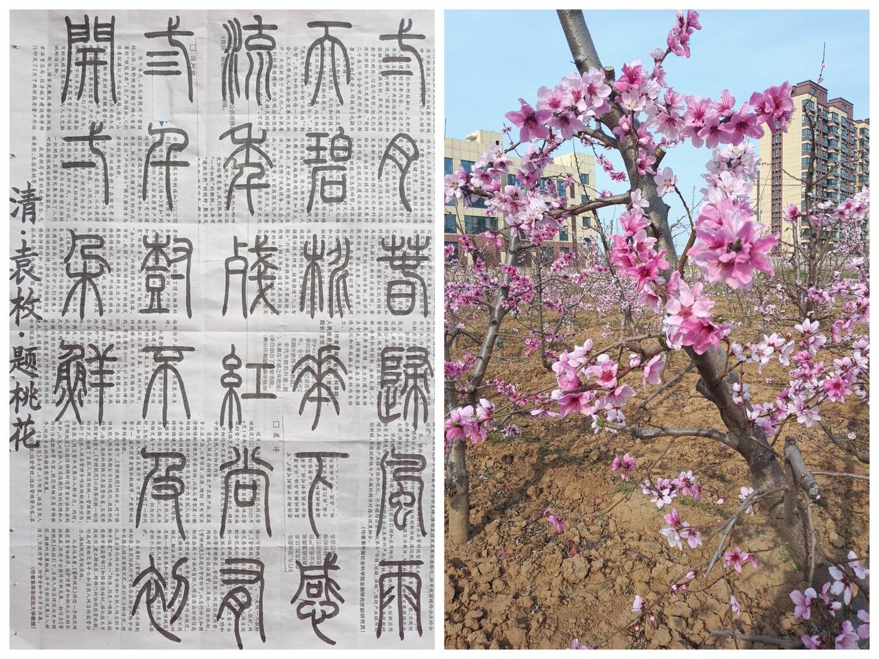 书法练习打卡，篆书清朝袁枚诗，“题桃花”。诗曰：二月春归风雨天，碧桃花下感流年。