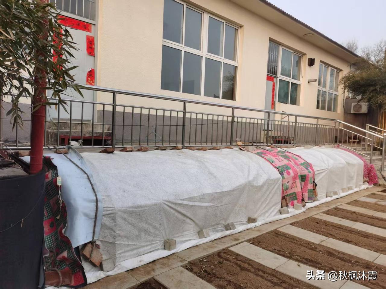 过年回老家的时候，给同事带了些豌豆种。

今天周六，同事就去老家种豌豆了。他是那