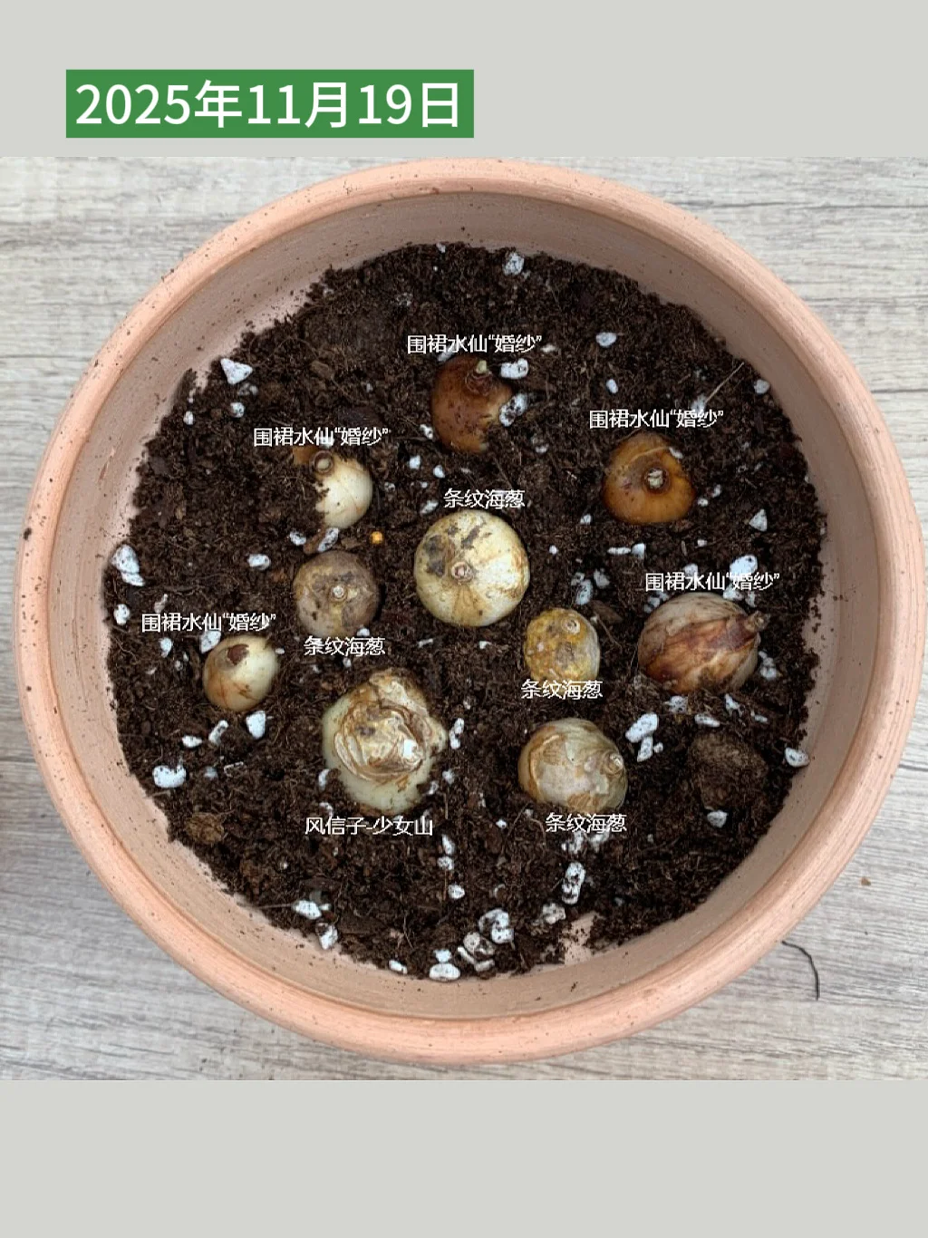 把春天种进陶盆，这盆球根开得也太争气了🥹