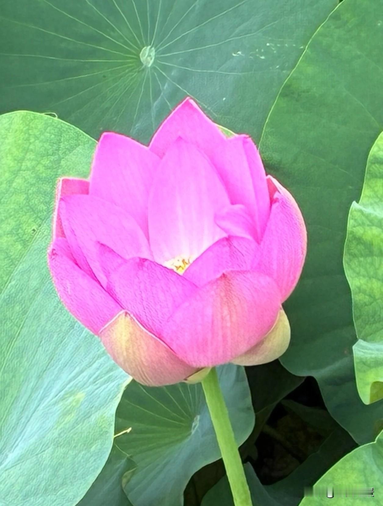  淤泥是底色，风雨是洗礼，绽放才是答案。慢慢来，你也会亭亭而立。夏日荷花 人生感