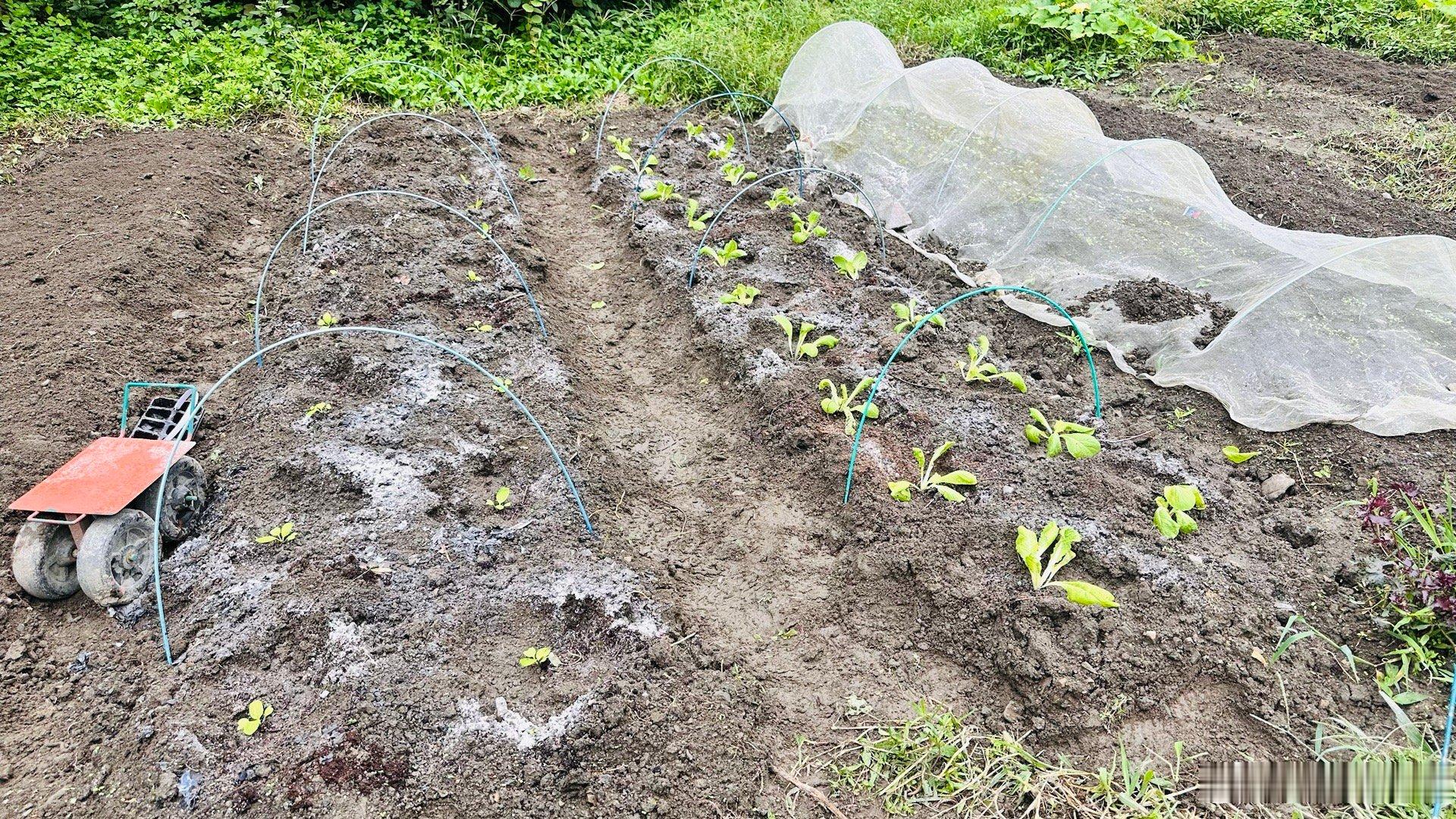 买白菜苗，开始栽种白菜啦～～纯天然无农残的大白菜🥬要深怀对自然的敬畏之心我的有