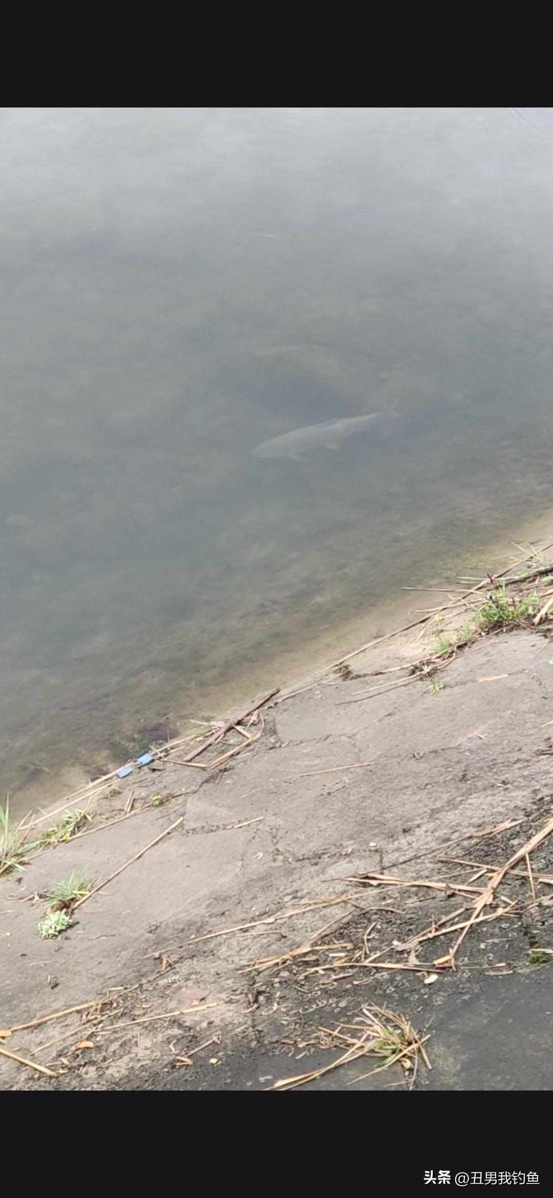 在嘉陵江边散步，突然瞧见岸边有条大草鱼，好家伙，瞅那身形，估计十多斤往上了。这鱼