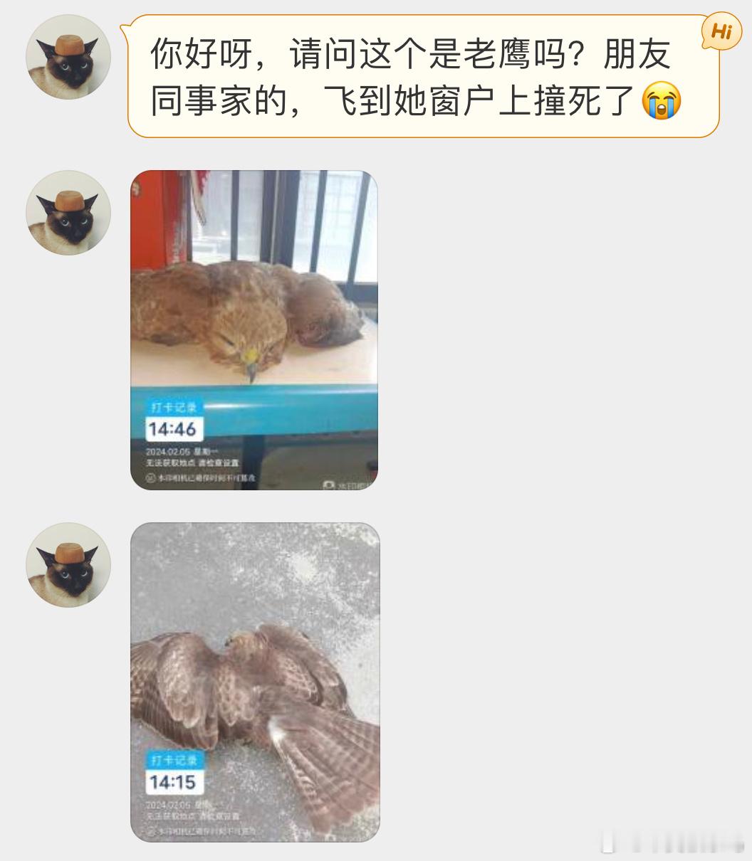 #撞玻璃的鸟# 撞玻璃的鵟juáng脸上都是血，它再也飞不起来了 ​​​