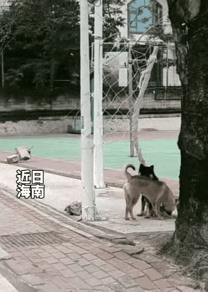 这是可怜的毛孩子，拍视频的人为什么不解救它？也许它淘气玩的时候，被这张网给缠住了