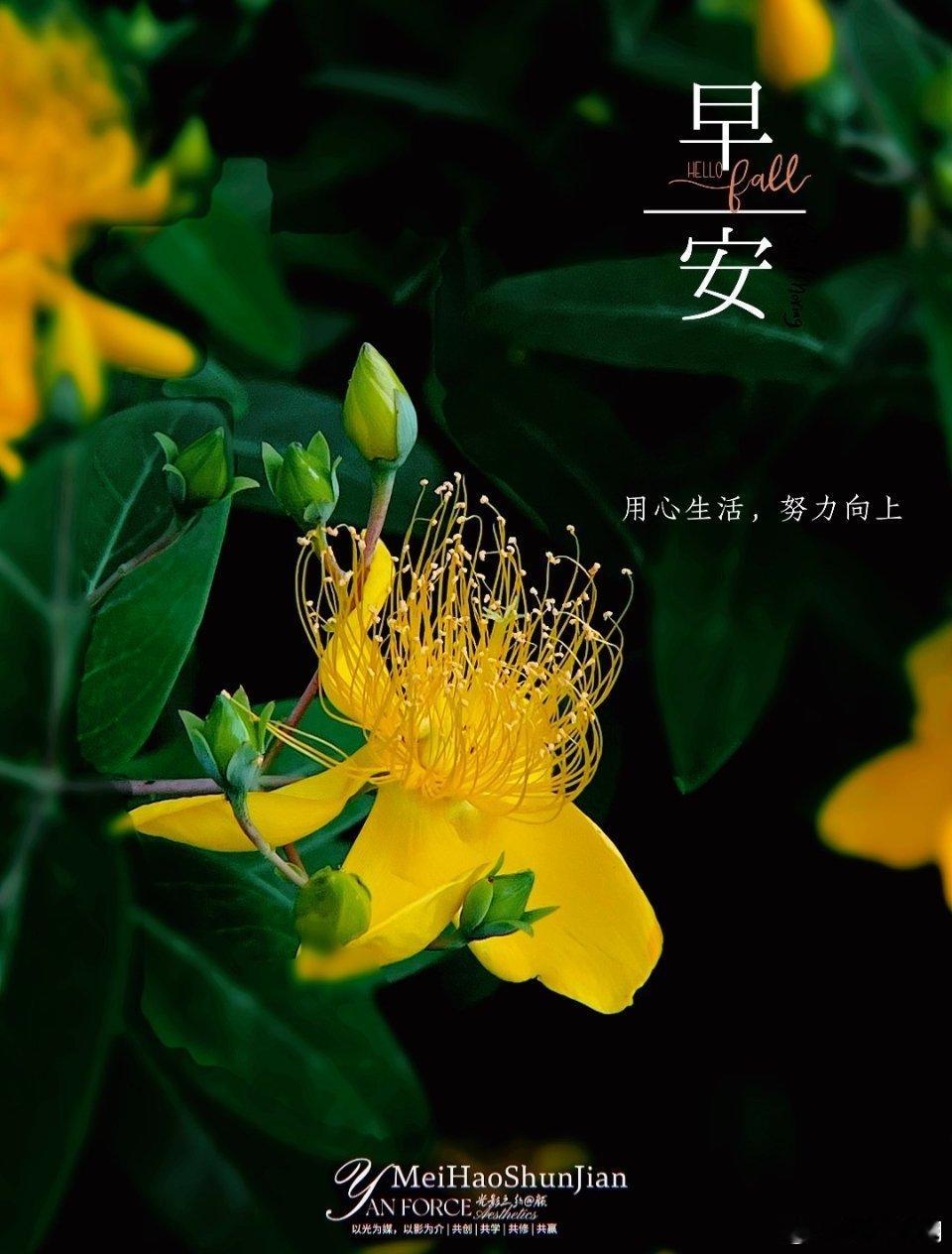 早安！无论顺流还是逆风按照自己的节奏随着自己的心意用心生活，努力向上！ 