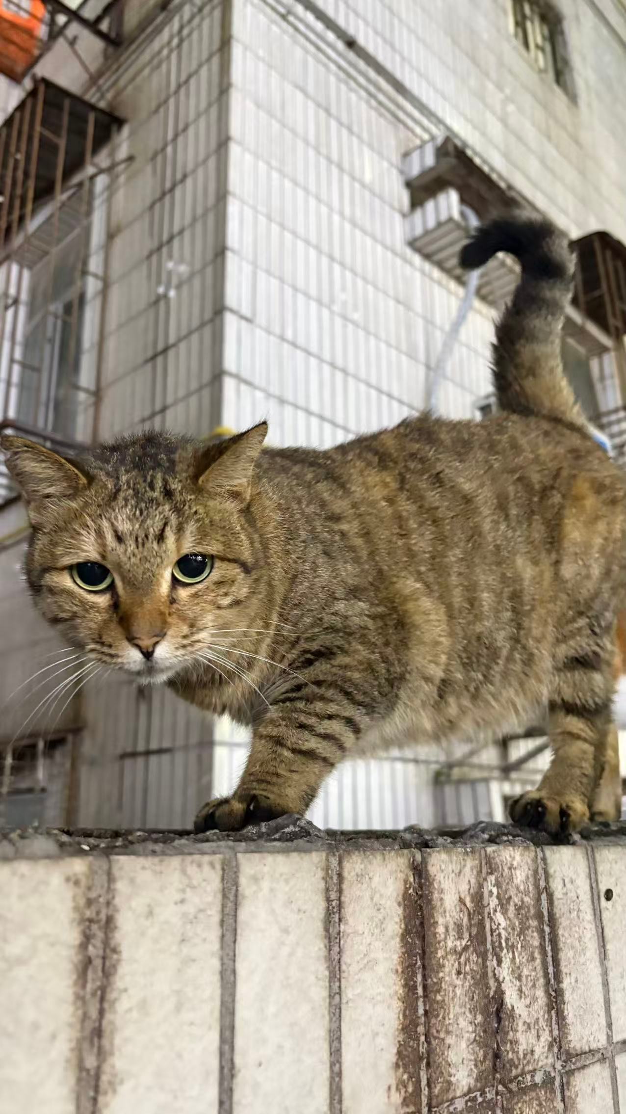 台风红霞比2个广东还大但是，可是，流浪猫还没喂。。 深圳