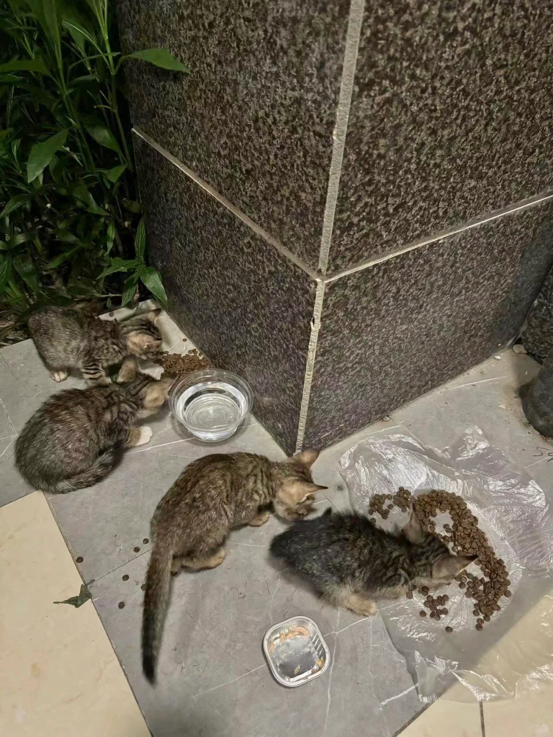 🇭🇰又来喂流浪猫了，我的思想好矛盾