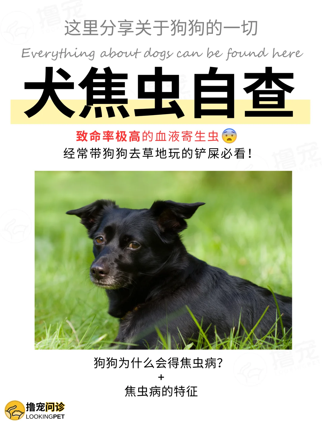 ⚠️这个不常见的血液寄生虫❗️还会人犬共患😨