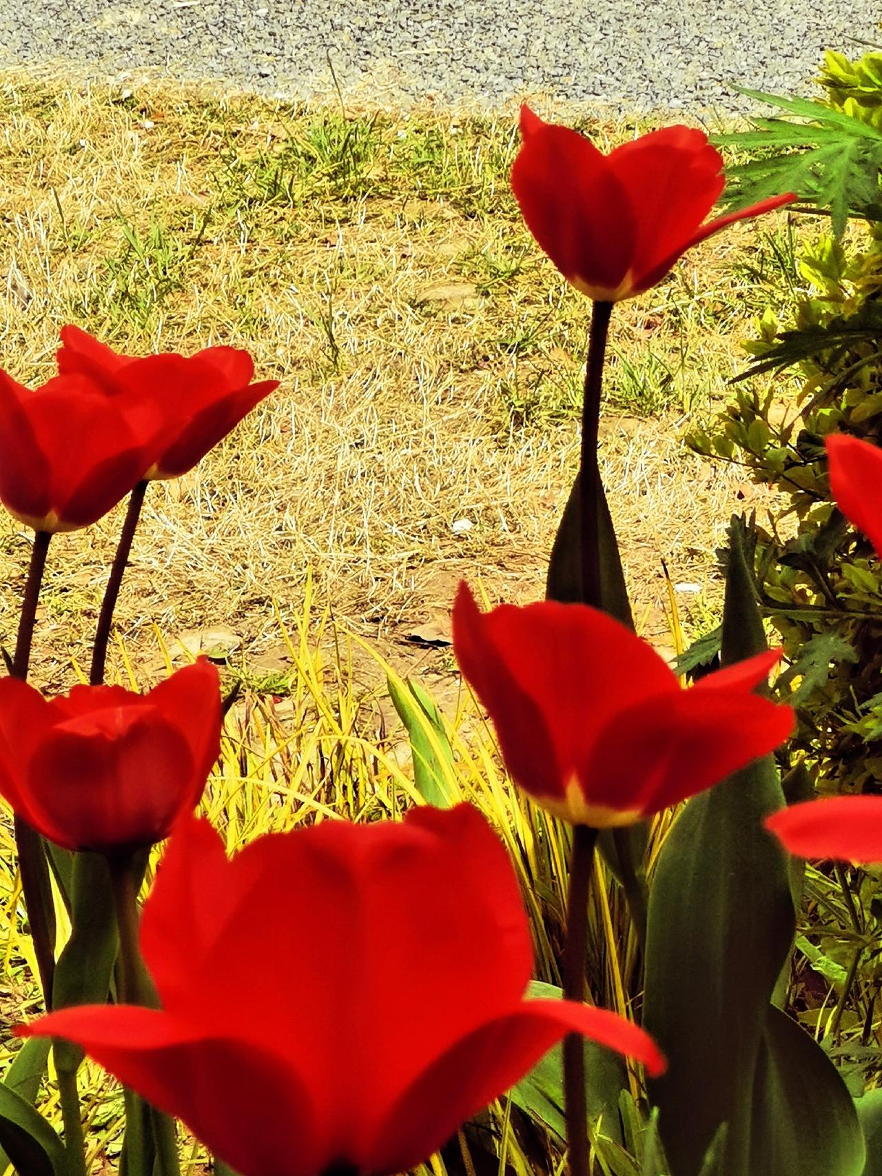 红郁金香开了晒图笔记大赛 郁金香一角 郁金香观赏园 植物园种郁金香 

下图是我