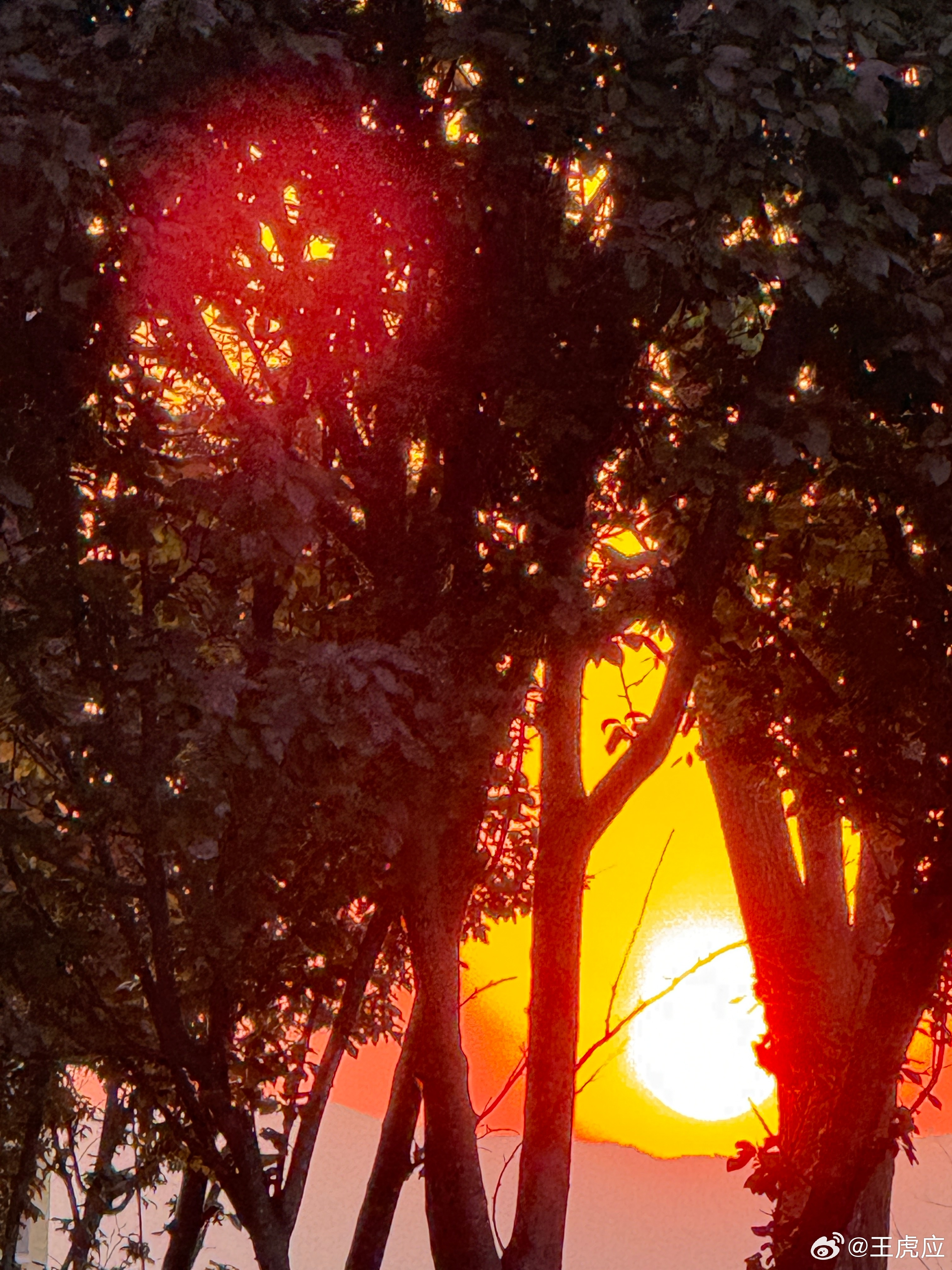 夕阳 