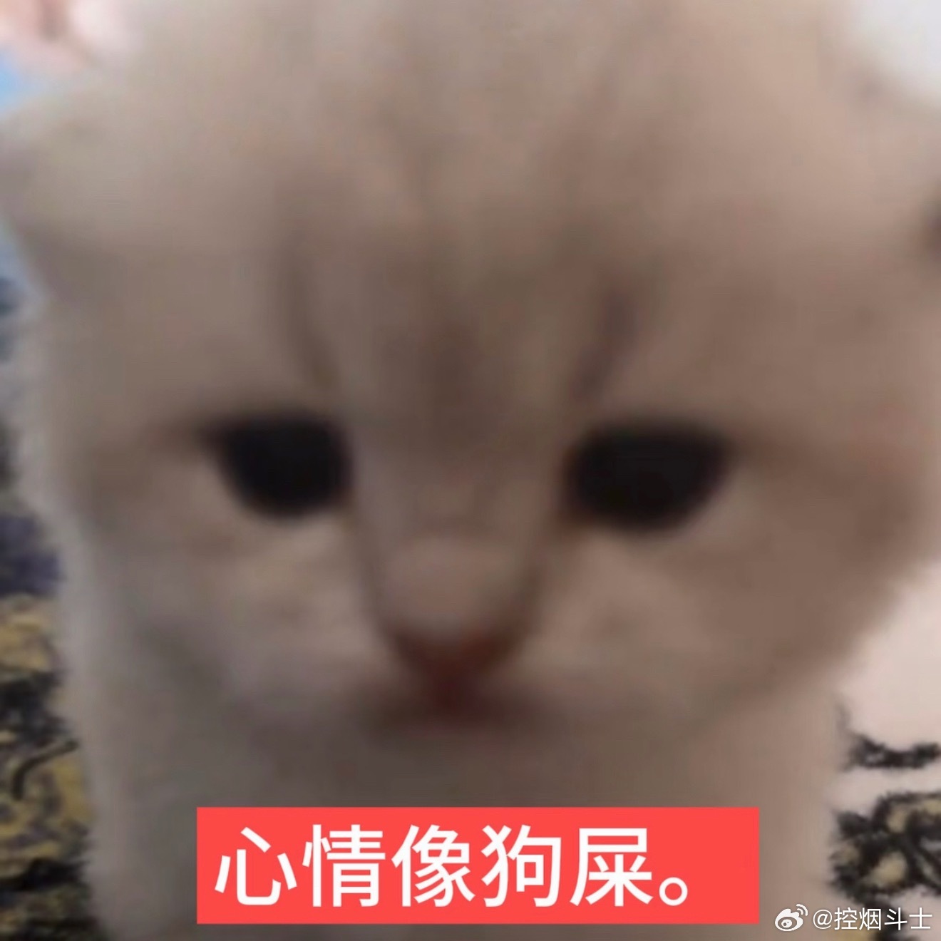 大结果没拿到大后果拿到不少大因果也得到一些大水果吃了挺多大红果有点看腻了大结果没