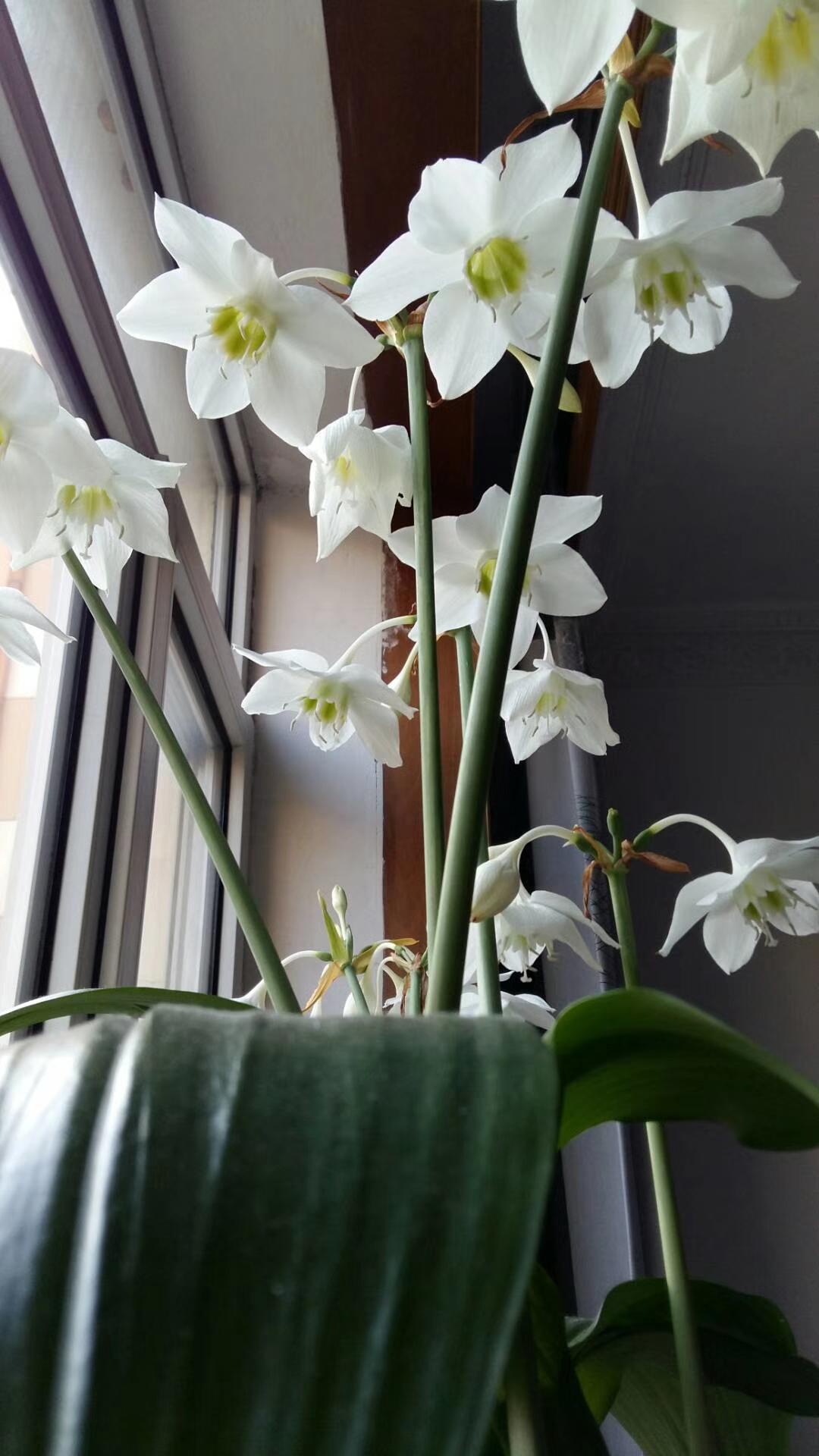 晒晒随手拍一拍美丽的花朵随手拍～