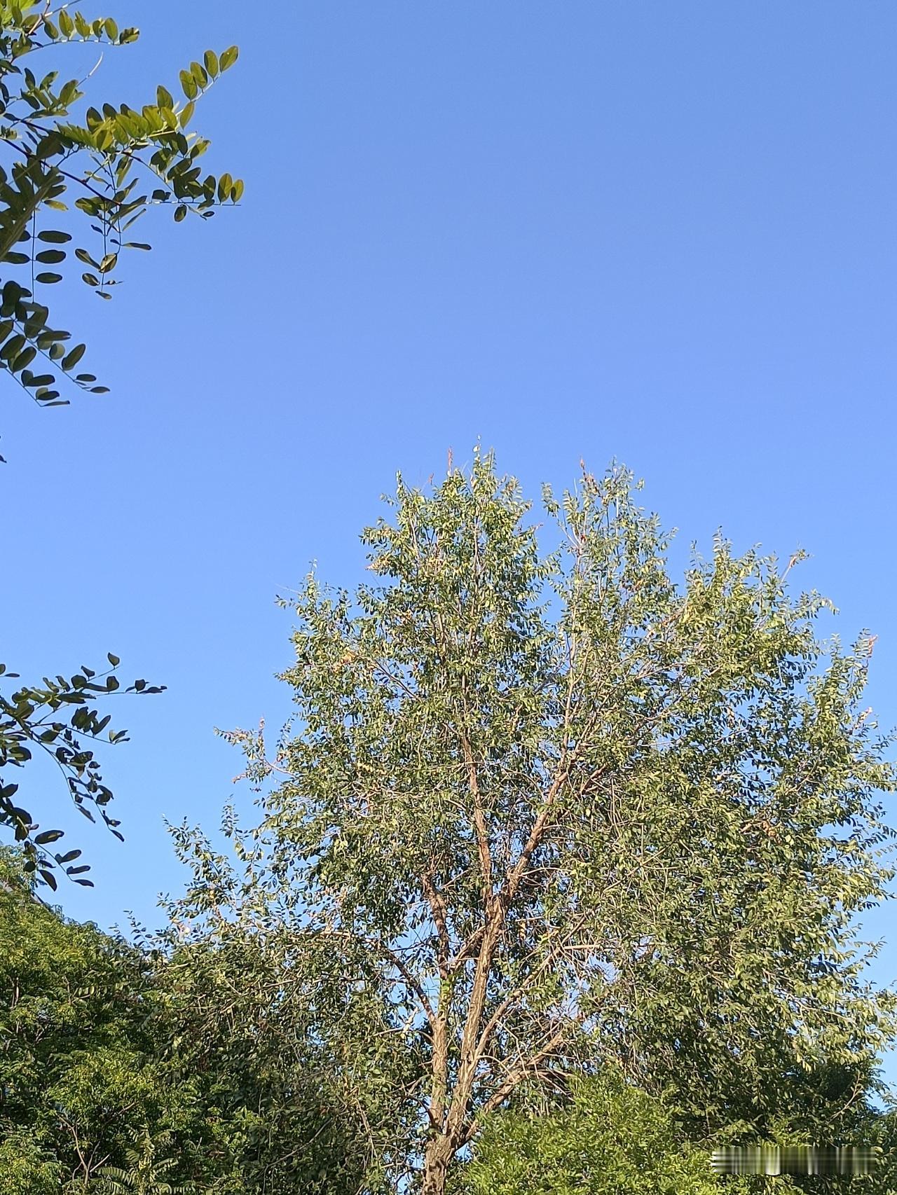 五律·初秋早行
云淡高天阔，风来送夏凉。
蝉声随暑落，露气润秋扬。
劲草远山碧，