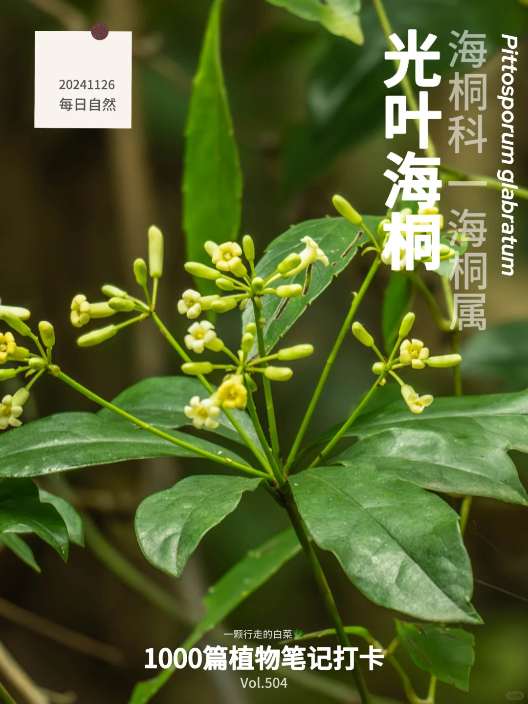 植物笔记504｜一场迟来的春天记录被重启