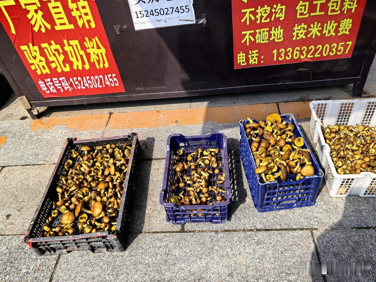 永宁古城农贸市场上分拣出的三个等级的新鲜蘑菇。