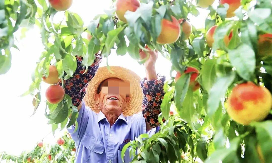  近日，青岛市西海岸新区王台街道特色农业品牌“岳家蜜桃”成功通过国家地理标志产品