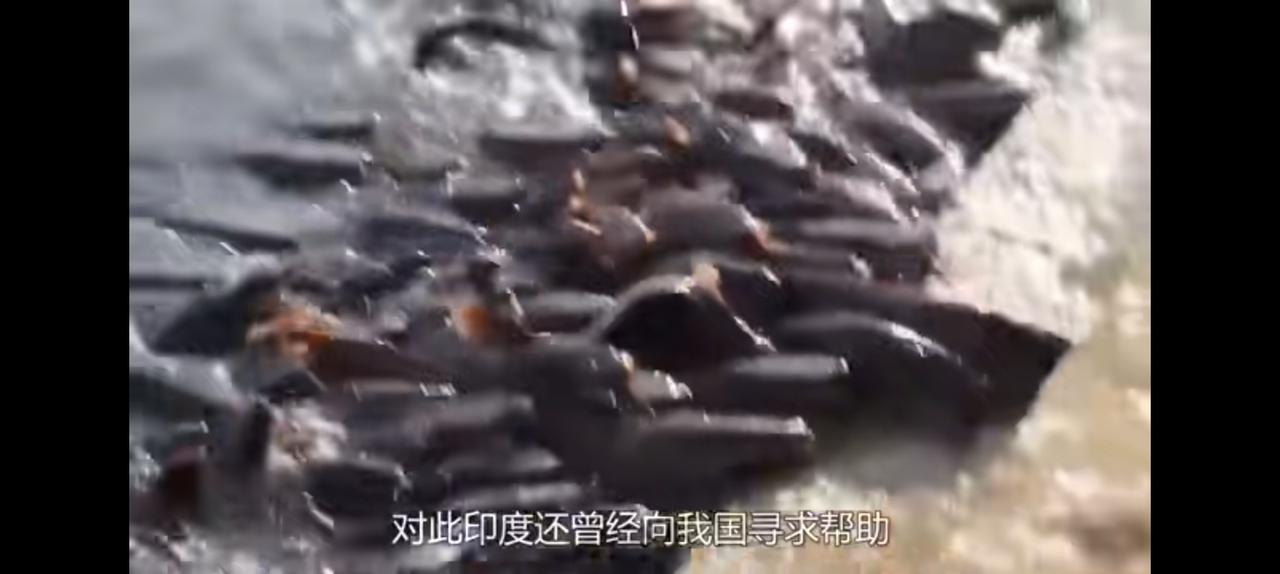印度鲶鱼泛滥成灾，要是弄到我们这里绝对发财。
然而，事与愿违。
风靡山东的“74
