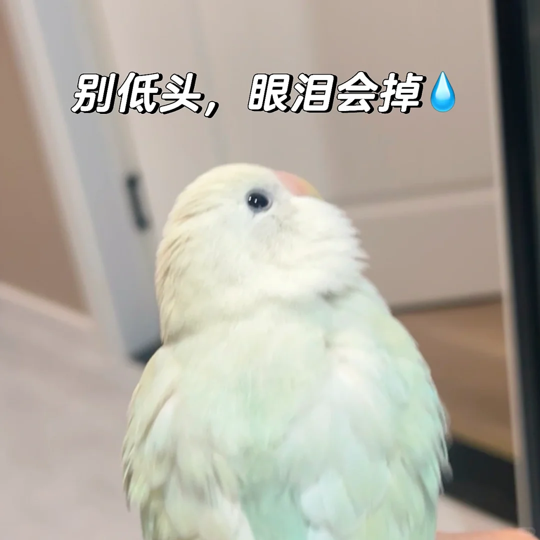 给各位ee们奉上一组表情包😀