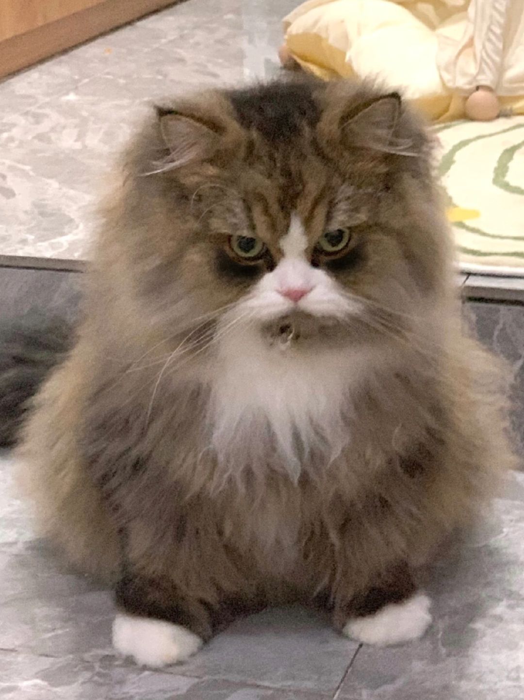接下来七天的我😡