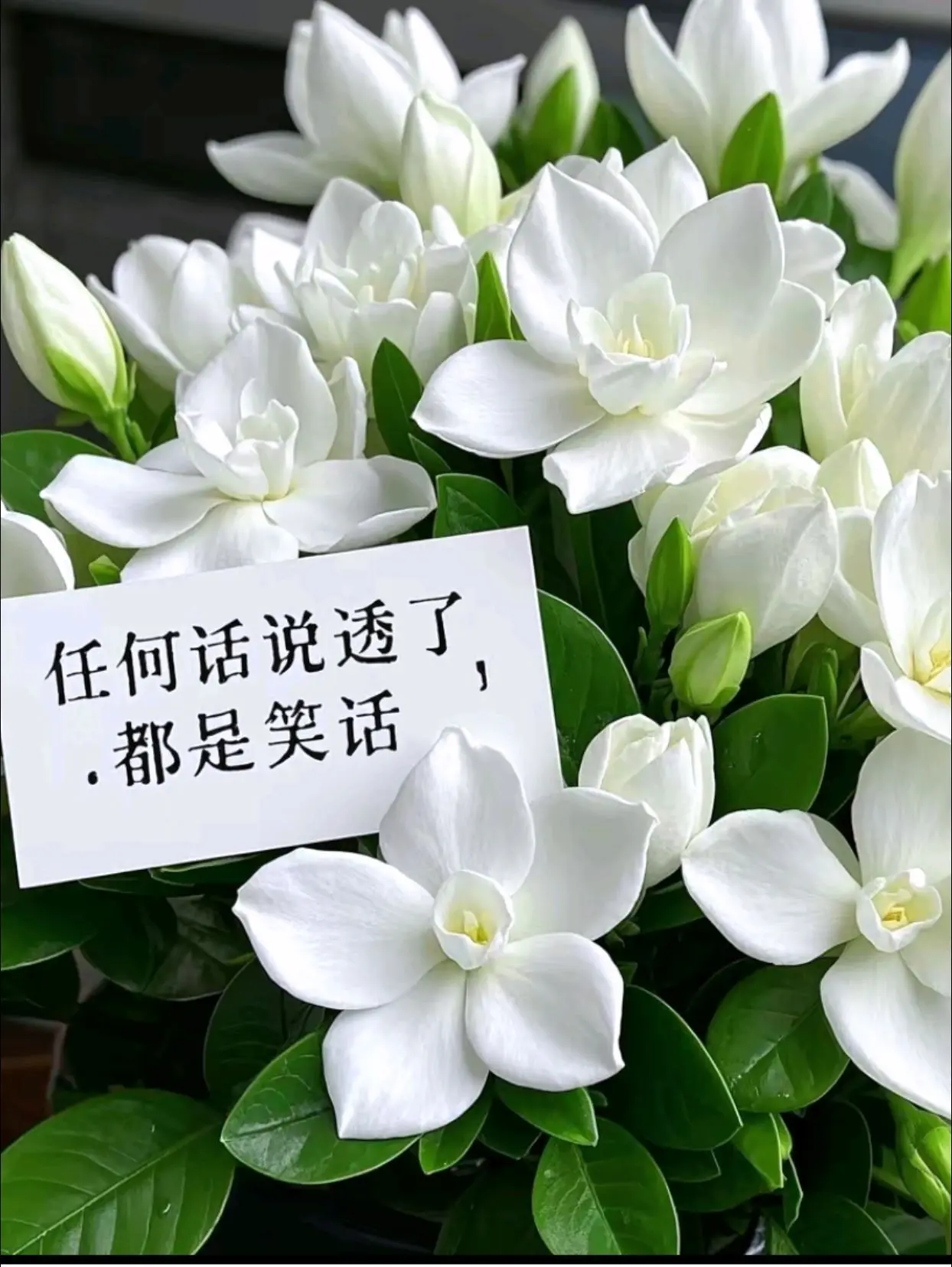 “任何话说透了，都是笑话 任何人看穿了，都是悲剧”