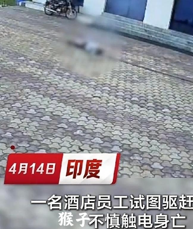 4月14日，印度中央邦一家酒店，闯进来几只猴子。印度的泼猴，生性顽劣又灵活，屡屡