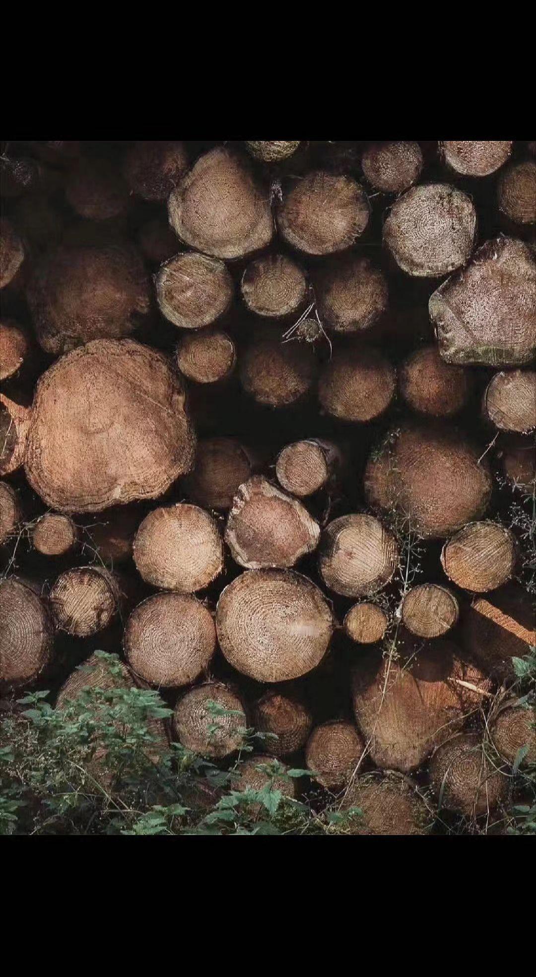 🌳年轮是树的日记，每圈都藏着风的私语🌿。时光在此打结，静默成大地的诗行。