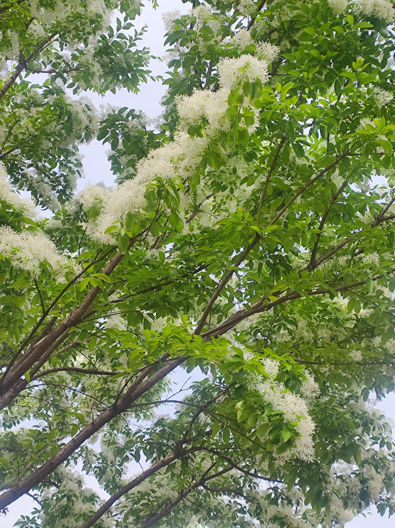 流苏

流苏是近几年引种的新树种，花白如雪，成排或成片的更壮观。