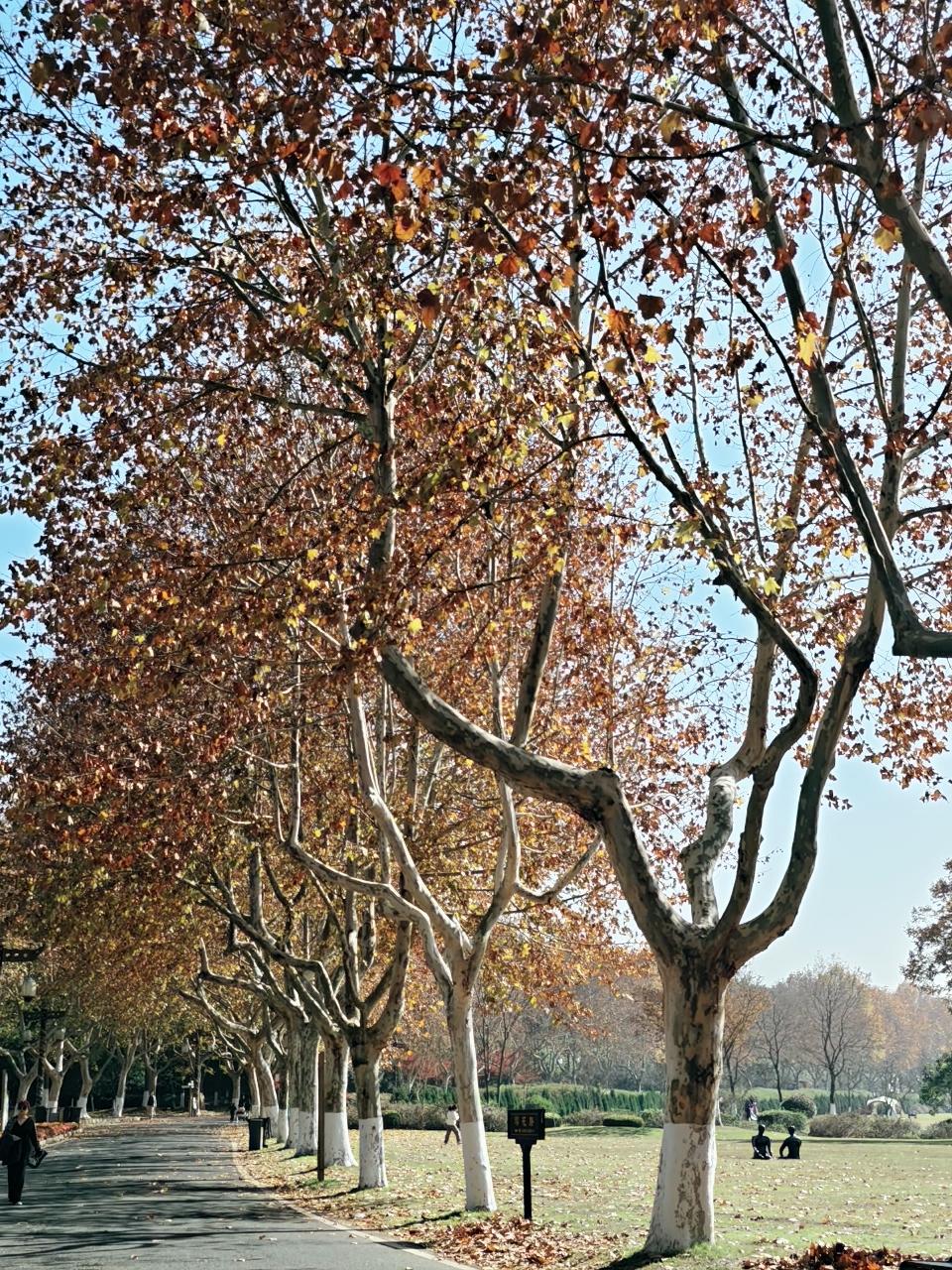 宜兴森林公园最近美呆了
正是橙黄橘绿时，厚重浓烈！
就想满满在这里散步
搭个帐篷