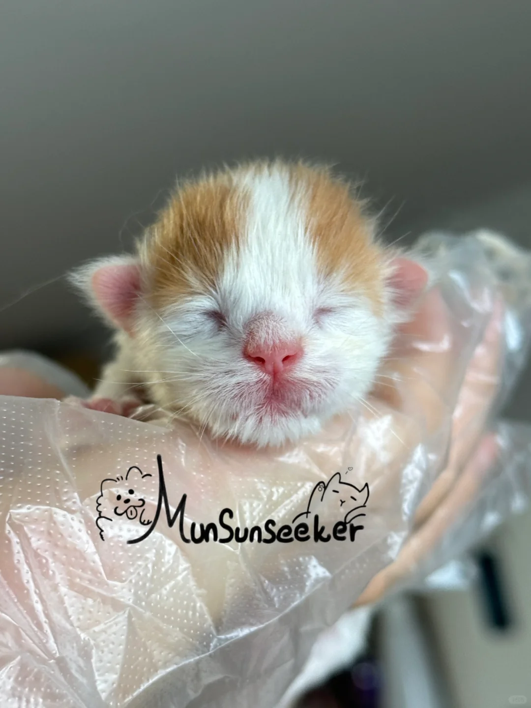 缅因｜哇～新鲜缅因小奶猫管够😄