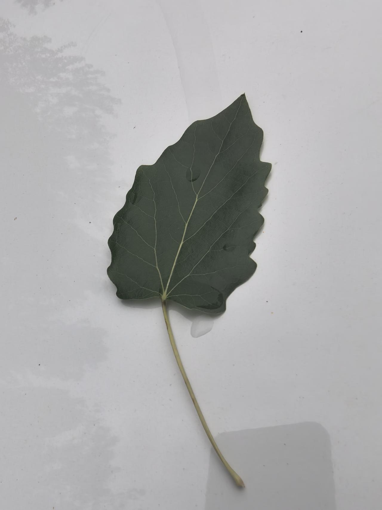 绿叶随风舞，秋意渐浓时。