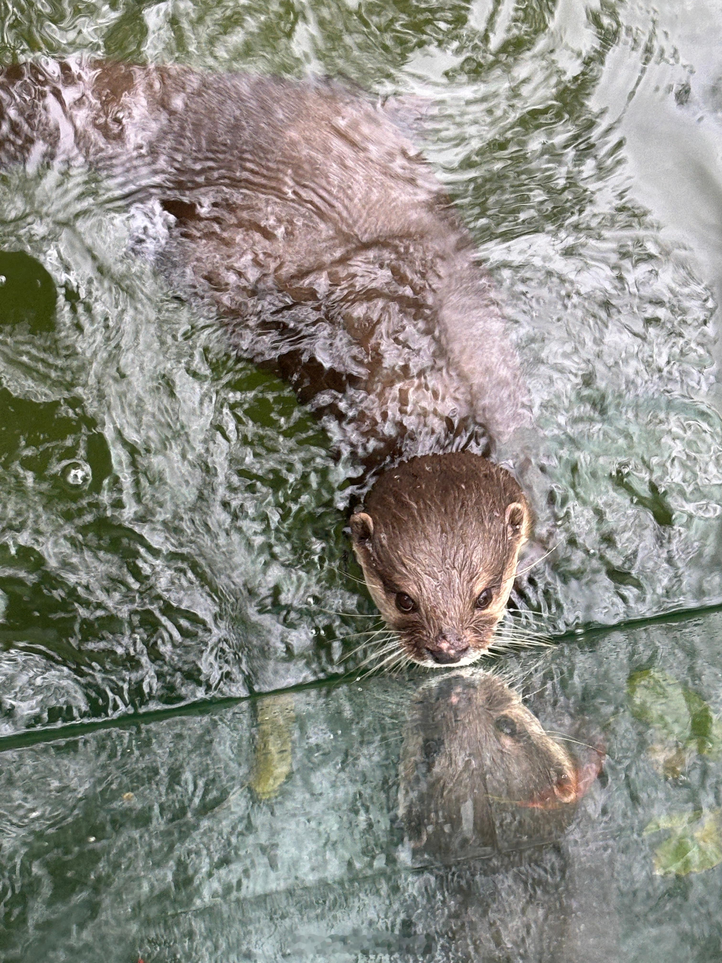 好久没来看獭獭啦[憧憬]#上海动物园##亚洲小爪水獭# ​​​