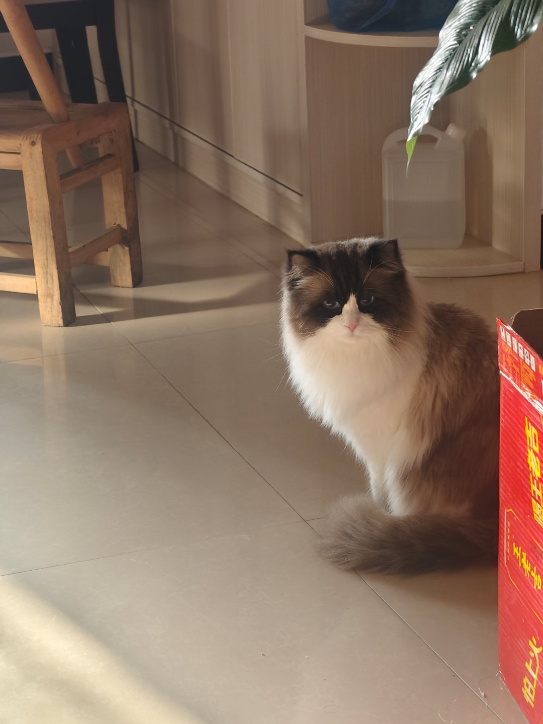 超可爱的  非常听话的🐱 