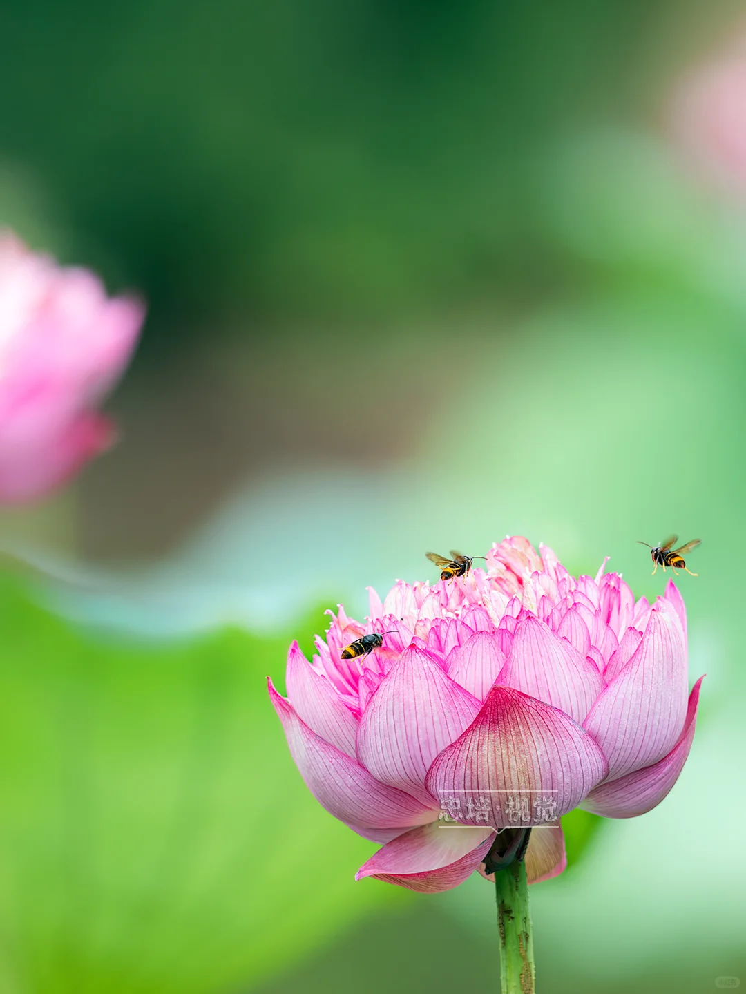 三只小蜜蜂