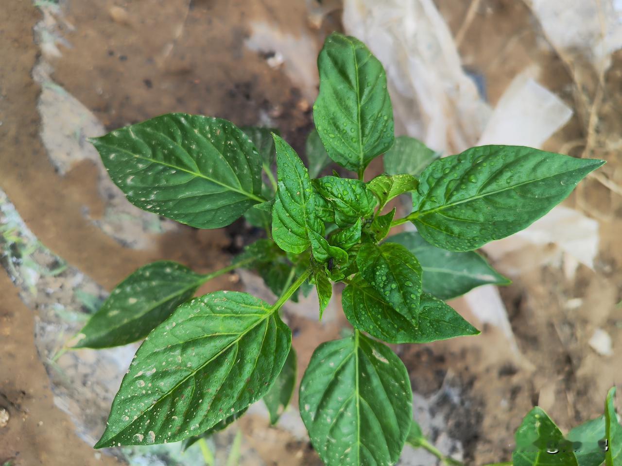 清明至谷雨这段时间移栽的瓜果蔬菜，已快速缓苗，生长旺盛。

我家移栽的辣椒🌶️