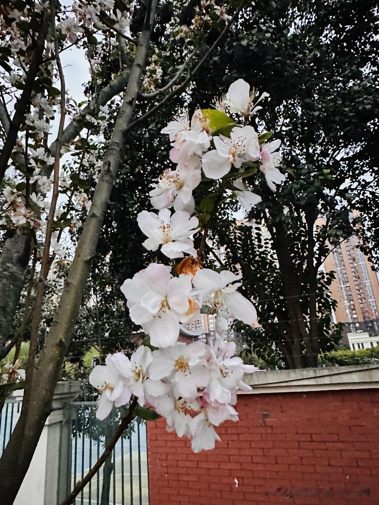 桃花快谢了，时间过得真快，最近好忙，心忙！发点图片只为加油包而已。桃花开好了 桃