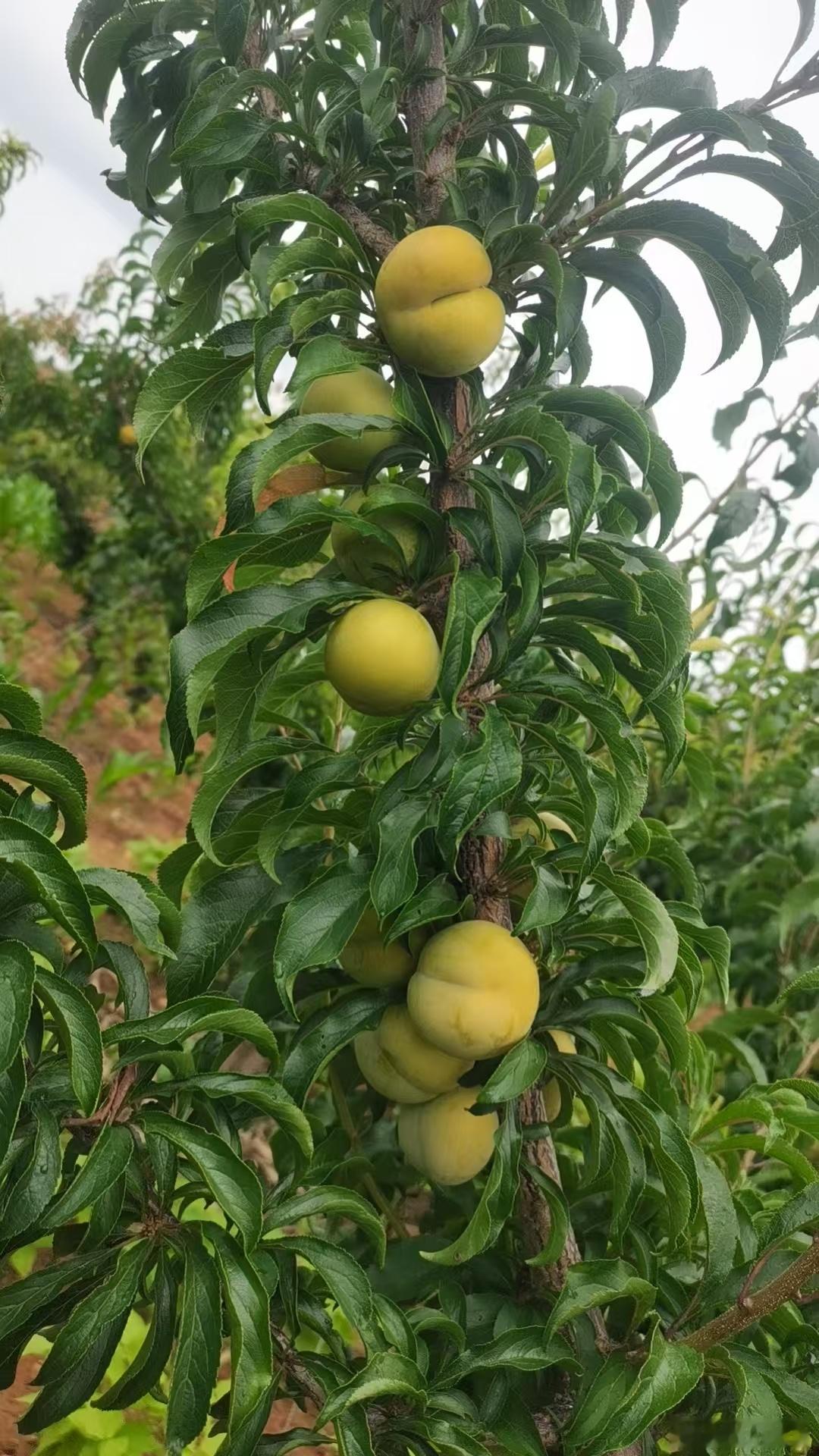 终于等到了凉山的蜂糖李，今天吃了一个，酸甜可口，果味更浓郁一点，不是纯甜，比六马