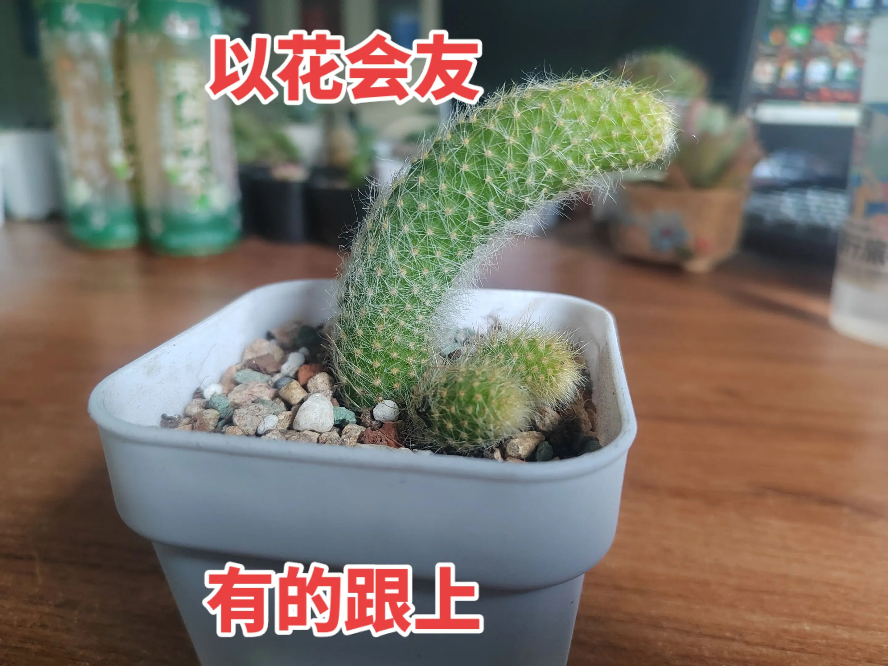 🌸 万物复苏的季节到了！