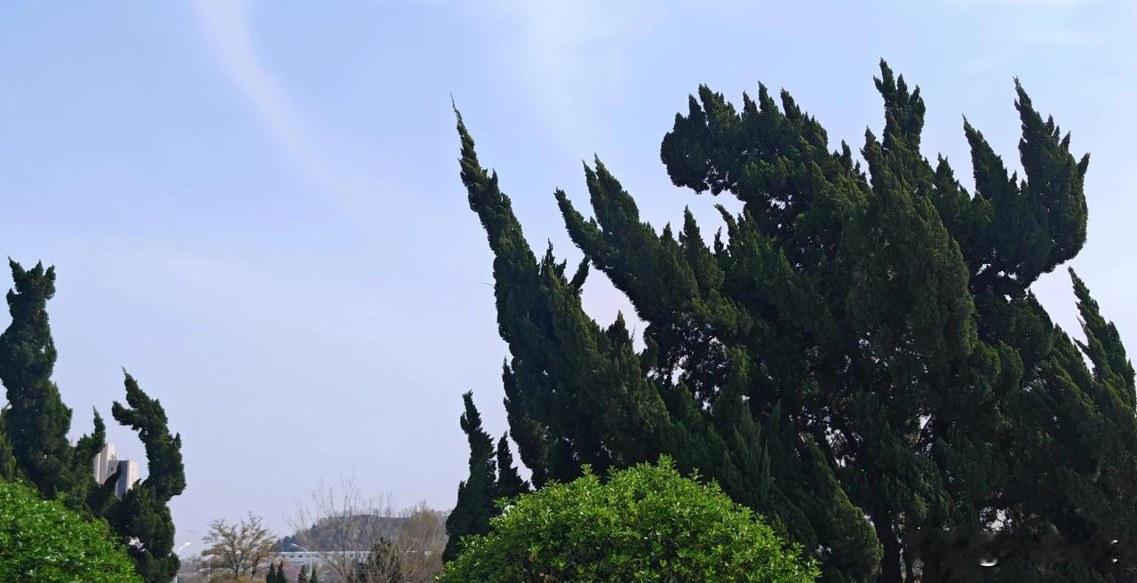 随手拍下名副其实的龙柏树