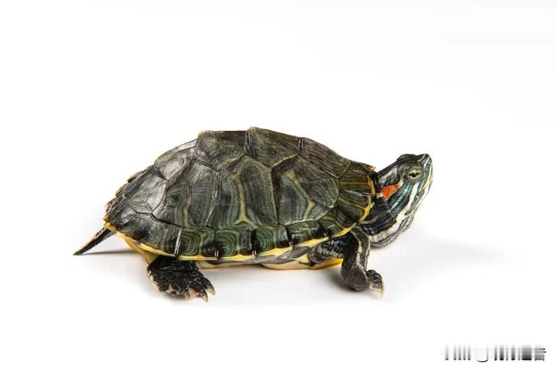 一碗龟苓膏要用到几只乌龟呢？在传统配方中，龟板是关键成分。熬制一碗浓缩的龟苓膏膏