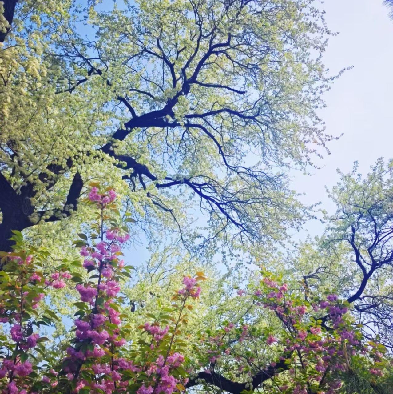 《满树春色》
繁花似织锦，
绿叶若翡翠。
树影婆娑间，
春色惹人醉。
馨香满幽径