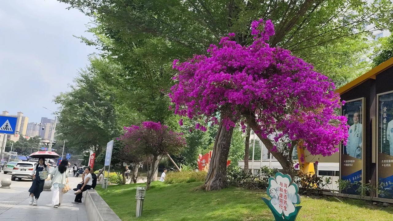 记录我的2026夏日风景欣赏！蓝天白云下的花红柳绿！自然风景图片分享