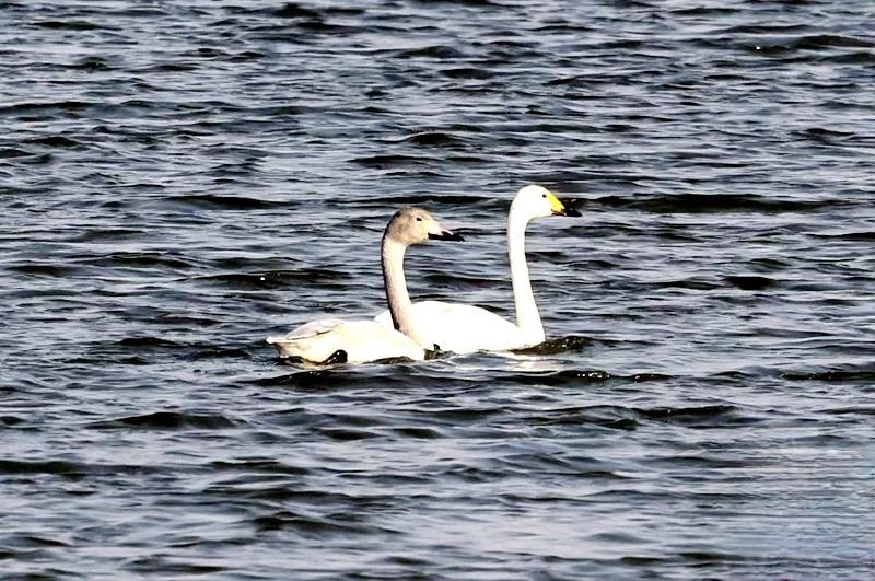 【走马观花的旅行容易让人陷入猎奇和傲慢】
        走马观花的旅行确实容易