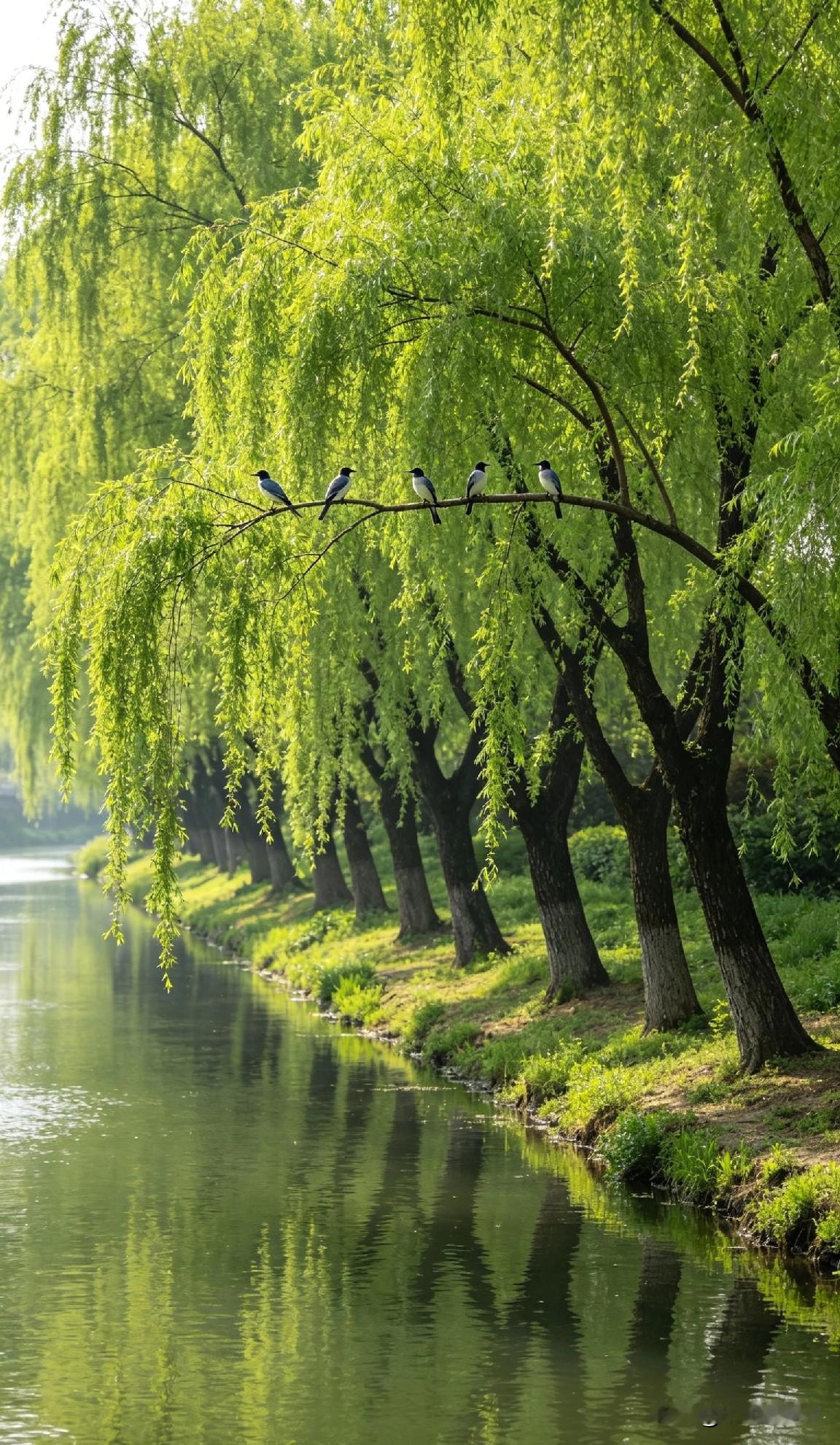 杨柳树生态意义颇丰，它能固土护岸，防止水土流失，繁茂枝叶可以净化空气、吸附尘埃，