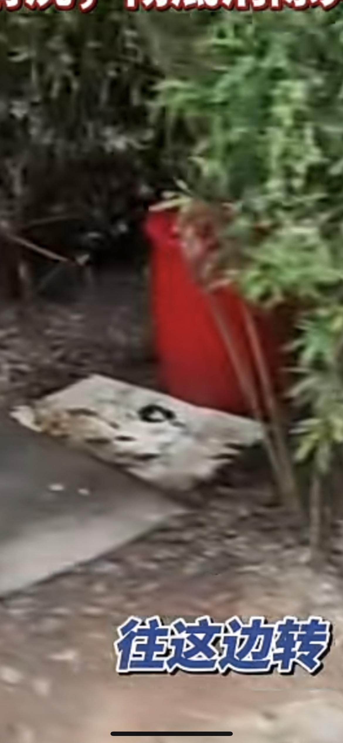 11月5日，江西九江武宁县万福广场公园摆3个尿桶供人露天小便，但不到100米就有