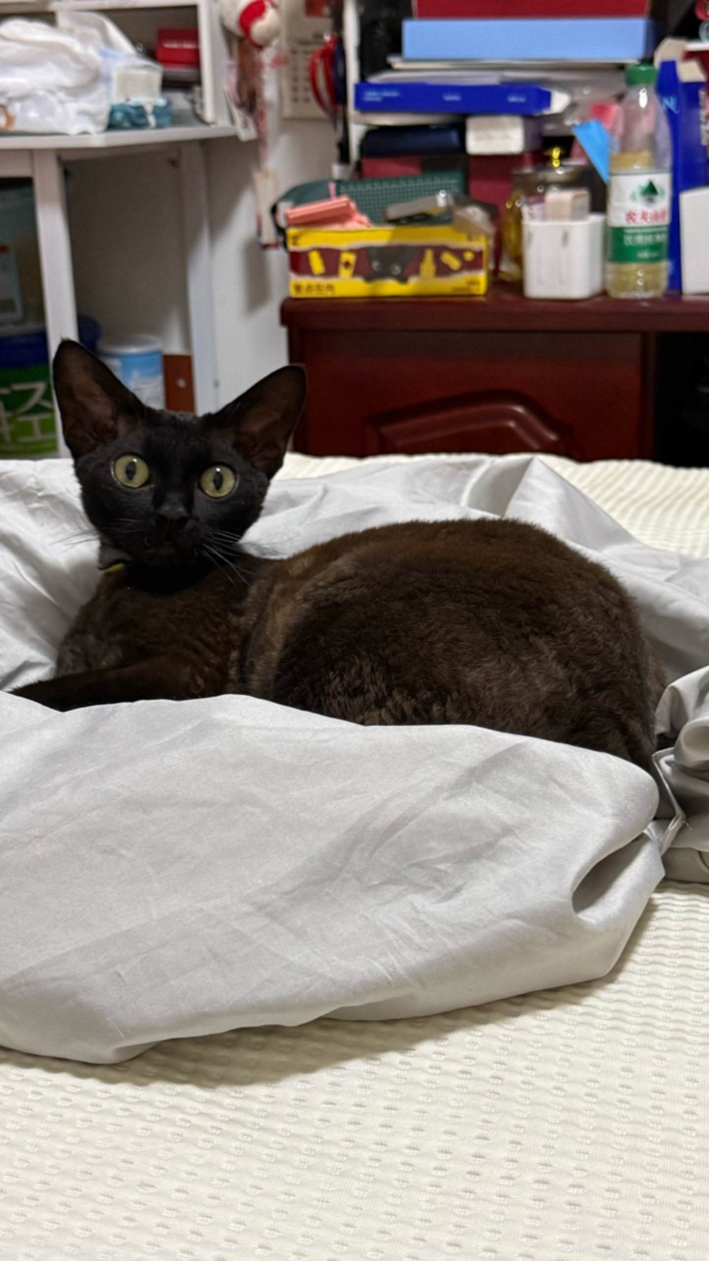 邀请首页看我的猫 