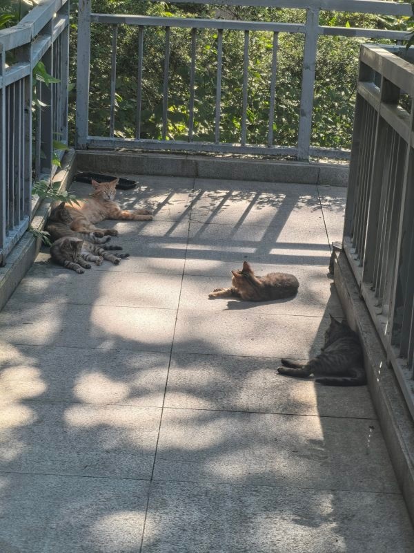 15799只狸超萌梨花家族来袭 